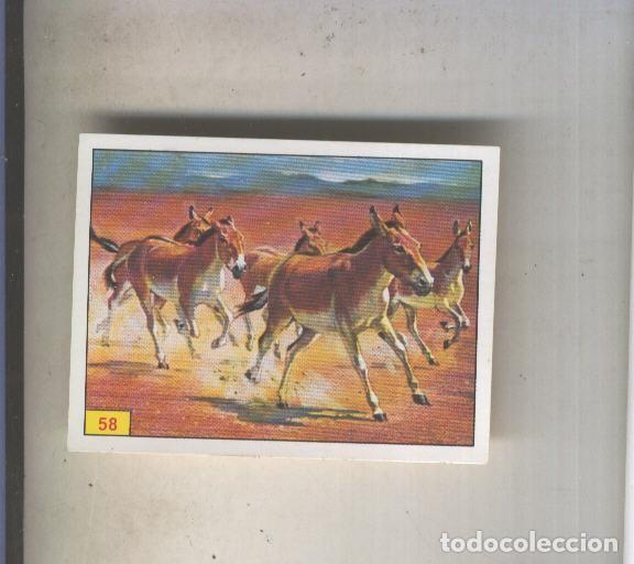 Sports collectibles: Cromo Mamiferos de Panini numero 058 - Varios