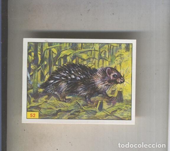 Sports collectibles: Cromo Mamiferos de Panini numero 052 - Varios