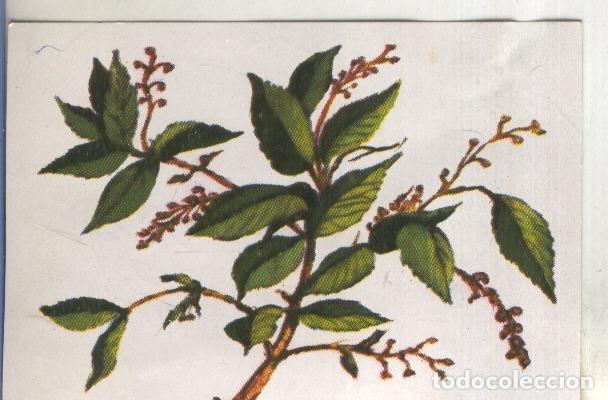 Colecionismo desportivo: Cromos: Historia Natural numero 439 - Varios