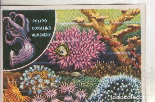 Collezionismo sportivo: Cromos: Historia Natural numero 089 - Varios