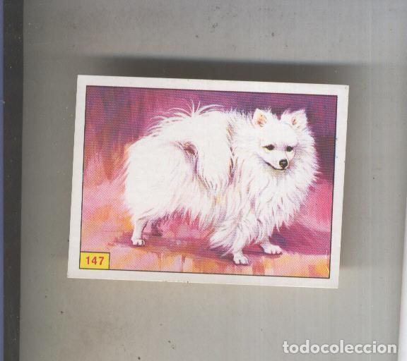 Collezionismo sportivo: Cromo Mamiferos de Panini numero 147 - Varios