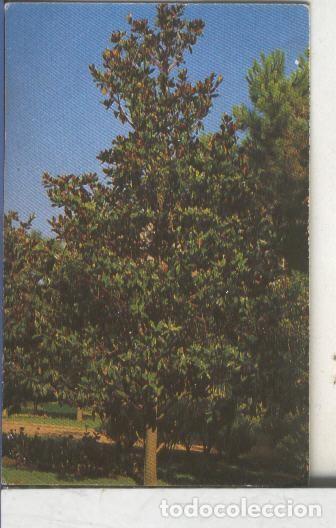 Collectionnisme sportif: Cromos: Arbres de Barcelona numero 22.A: Magnolia - Varios