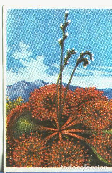 Colecionismo desportivo: Cromos: Historia Natural numero 447 - Varios