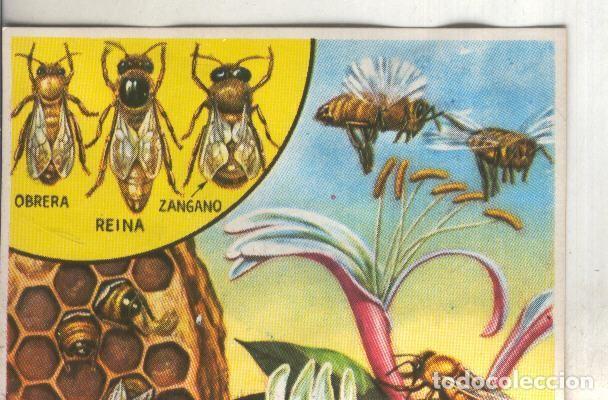 Collezionismo sportivo: Cromos: Historia Natural numero 098 - Varios