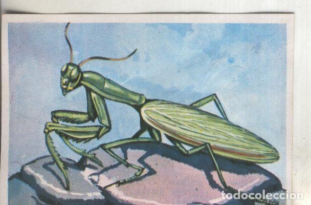 Sports collectibles: Cromos: Historia Natural numero 249 - Varios