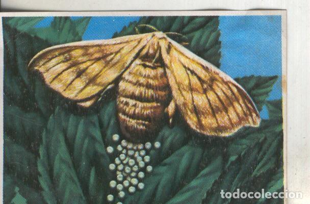 Sports collectibles: Cromos: Historia Natural numero 272 - Varios