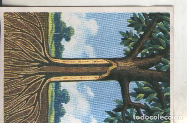 Colecionismo desportivo: Cromos: Historia Natural numero 377 - Varios