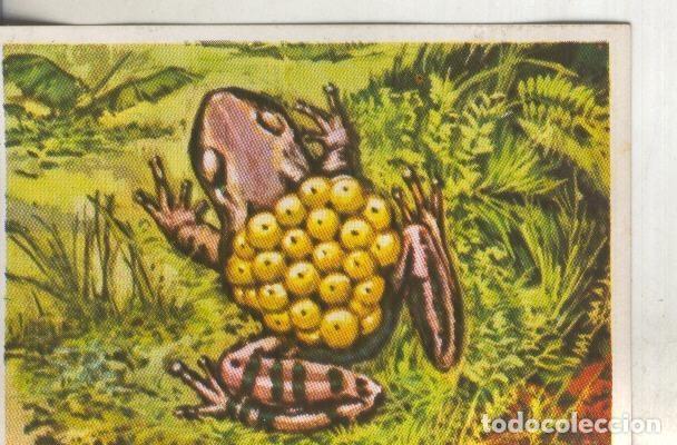 Collezionismo sportivo: Cromos: Historia Natural numero 232 - Varios