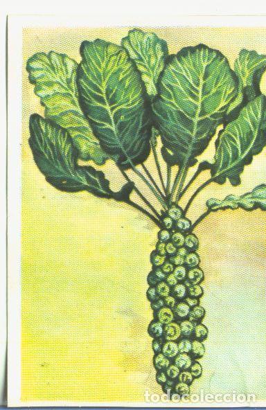 Colecionismo desportivo: Cromos: Historia Natural numero 464 - Varios