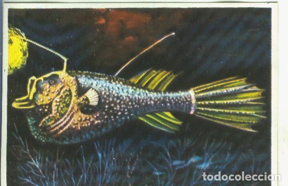 Collezionismo sportivo: Cromos: Historia Natural numero Pez ? - Varios