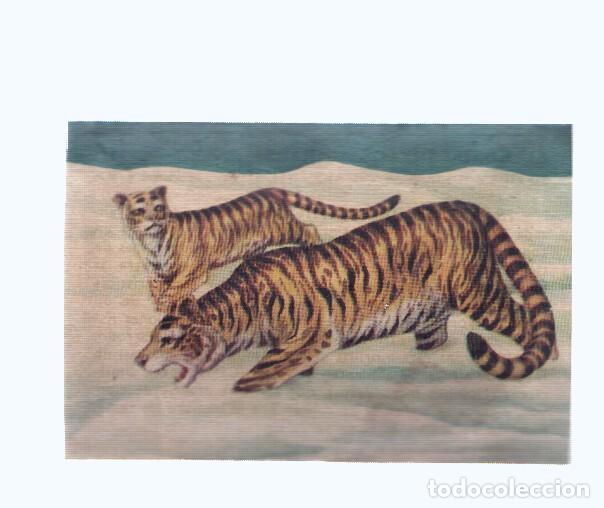 Collectionnisme sportif: Cromos: de la Selva Misteriosa a los abismos del mar: numero 078: Tigres de las nieves