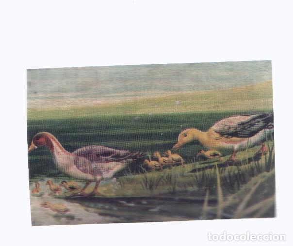 Collectionnisme sportif: Cromos: de la Selva Misteriosa a los abismos del mar: numero 044: Una simpatica familia