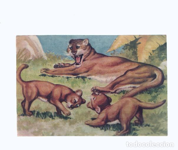 Collezionismo sportivo: Cromos: de la Selva Misteriosa a los abismos del mar: numero 130: Ferocidad y ternura