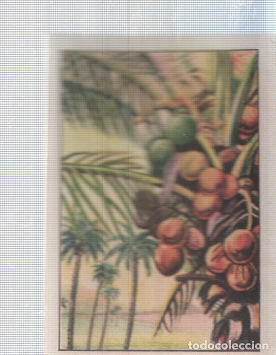 Coleccionismo deportivo: Cromo Nestle numerado 036: Palmera cocos