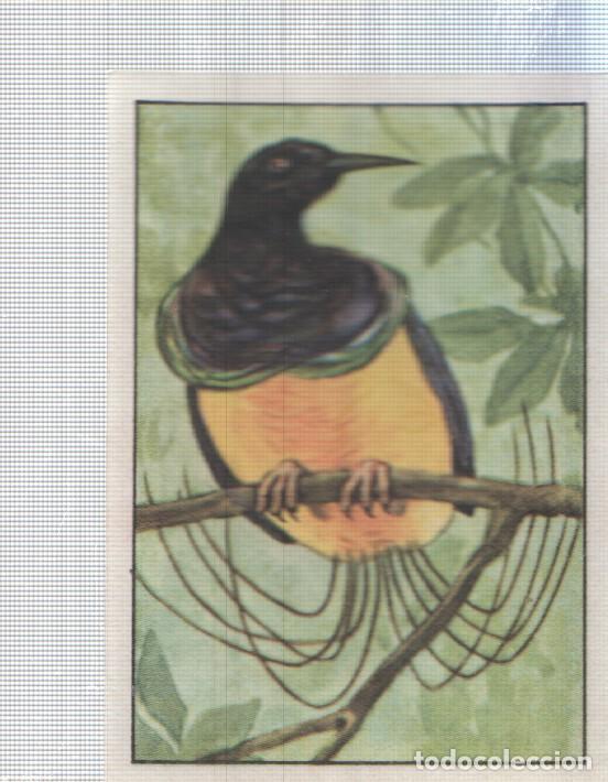 Coleccionismo deportivo: Cromo Nestle numerado 065: Ave