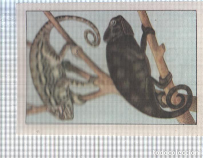 Coleccionismo deportivo: Cromo Nestle numerado 050: Camaleon