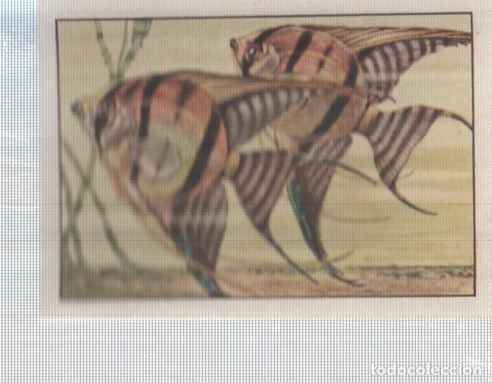 Coleccionismo deportivo: Cromo Nestle numerado 095: Peces
