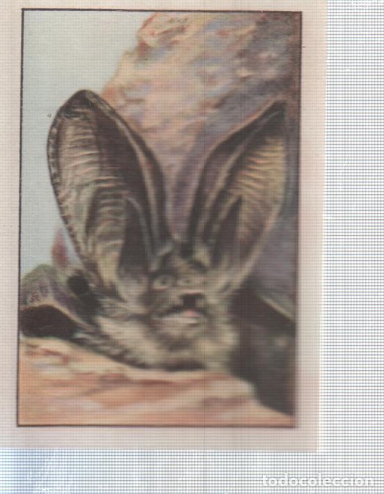 Coleccionismo deportivo: Cromo Nestle numerado 069: Ave nocturna