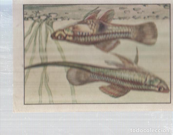 Coleccionismo deportivo: Cromo Nestle numerado 100: Peces