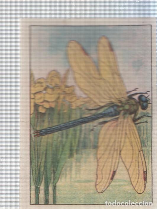 Sammelleidenschaft Sport: Cromo Nestle numerado 189: Libelula