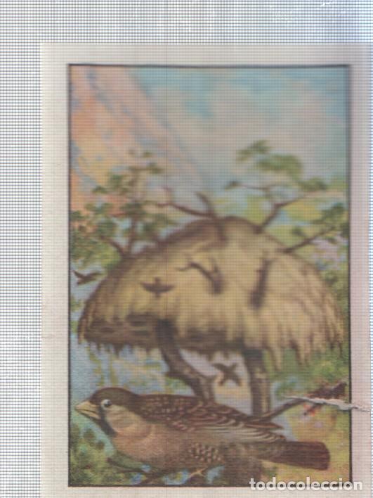 Sammelleidenschaft Sport: Cromo Nestle numerado 199: Ave