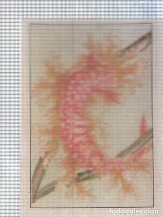 Sammelleidenschaft Sport: Cromo Nestle numerado 209: Flora marina