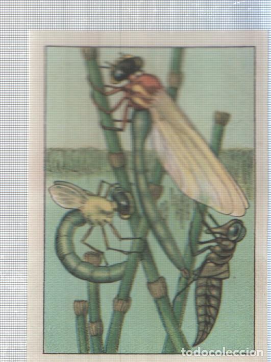 Sammelleidenschaft Sport: Cromo Nestle numerado 188: Libelula