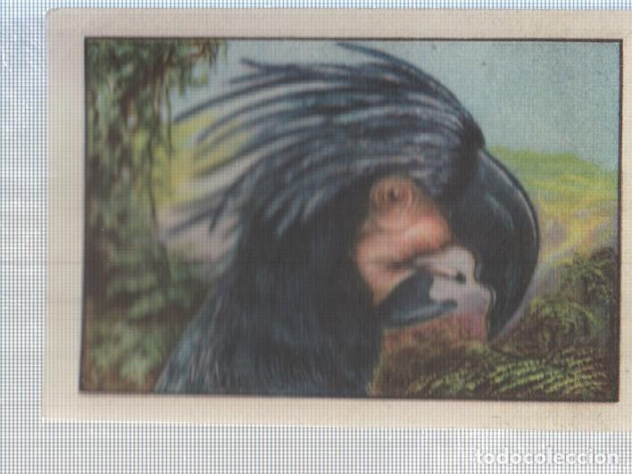 Sammelleidenschaft Sport: Cromo Nestle numerado 213. Ave