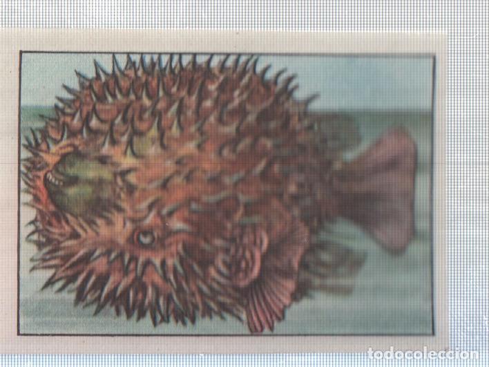 Sammelleidenschaft Sport: Cromo Nestle numerado 239: Peces