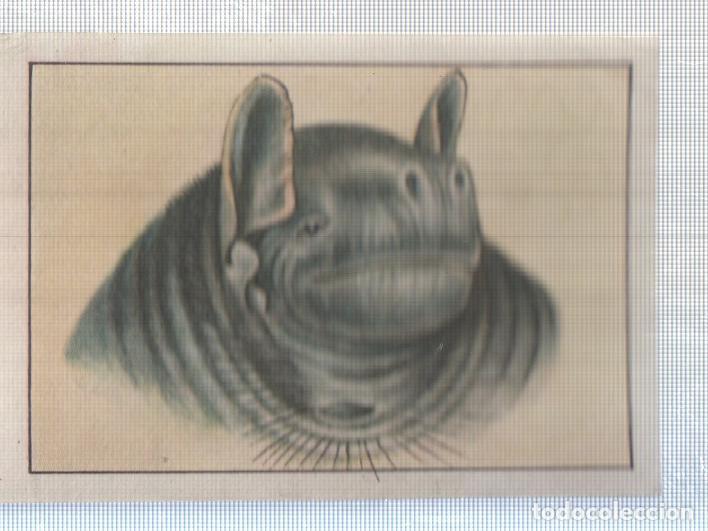 Sammelleidenschaft Sport: Cromo Nestle numerado 245: Fauna