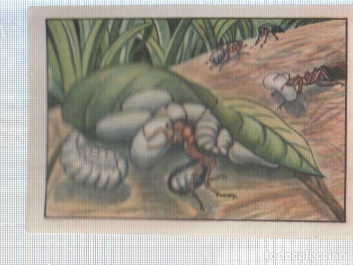 Sammelleidenschaft Sport: Cromo Nestle numerado 250: Hormigas