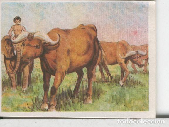 Collezionismo sportivo: Cromos: Aventuras de Jorge, el Peque&ntilde;o Tarzan, autor Gigarpe numero 062 - Varios