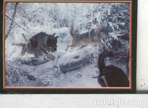 Colecionismo desportivo: Cromos: Narnia numero 075 - Varios