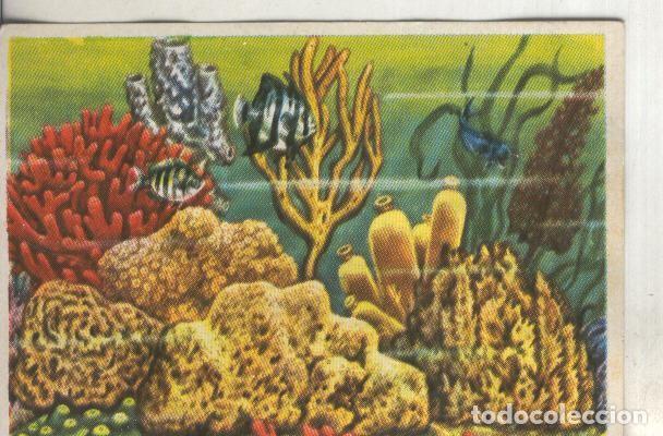 Colecionismo desportivo: Cromos: Historia Natural numero 090 - Varios