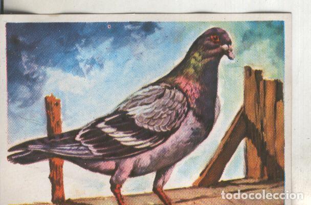 Collezionismo sportivo: Cromos: Historia Natural numero 103 - Varios