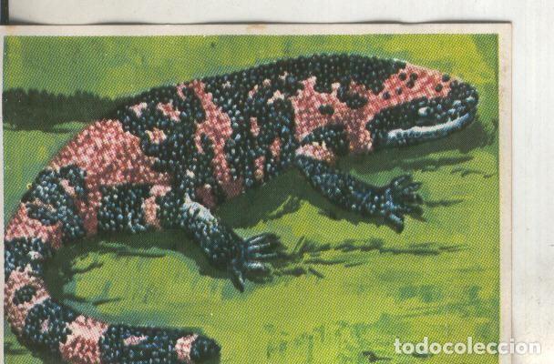 Colecionismo desportivo: Cromos: Historia Natural numero 116 - Varios