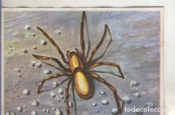 Collezionismo sportivo: Cromos: Historia Natural numero 131 - Varios