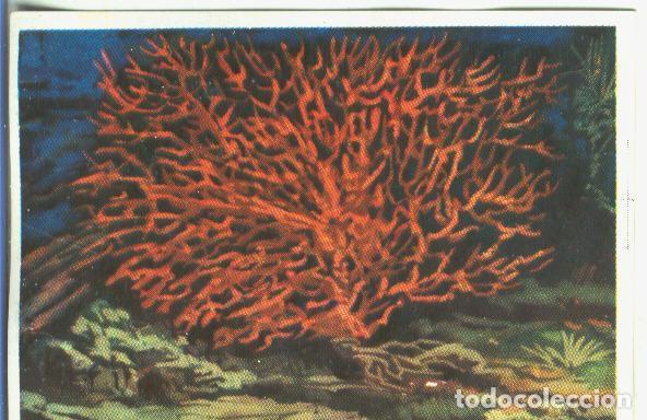 Coleccionismo deportivo: Cromos: Historia Natural numero 145 - Varios