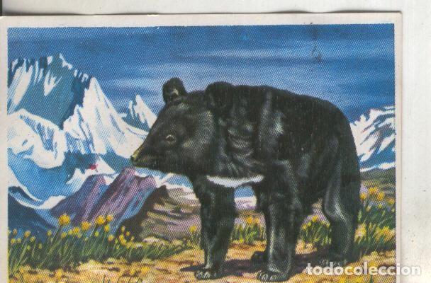 Sports collectibles: Cromos: Historia Natural numero 185 - Varios