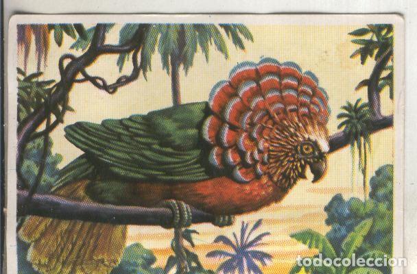 Coleccionismo deportivo: Cromos: Historia Natural numero 207 - Varios