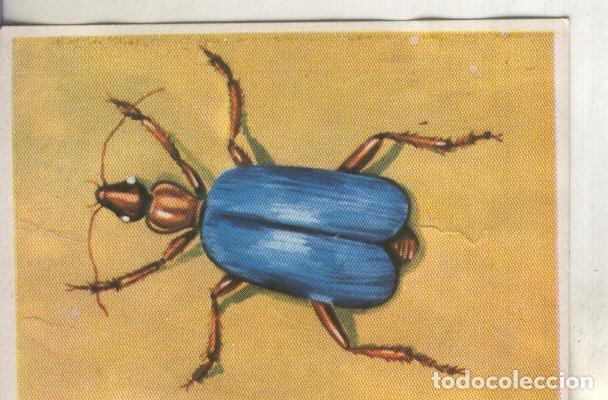 Colecionismo desportivo: Cromos: Historia Natural numero 221 - Varios