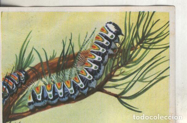 Coleccionismo deportivo: Cromos: Historia Natural numero 224 - Varios