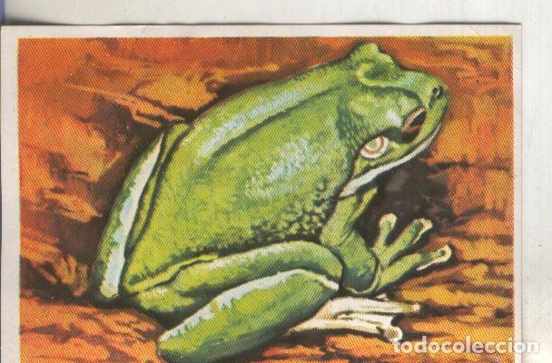 Collezionismo sportivo: Cromos: Historia Natural numero 233 - Varios