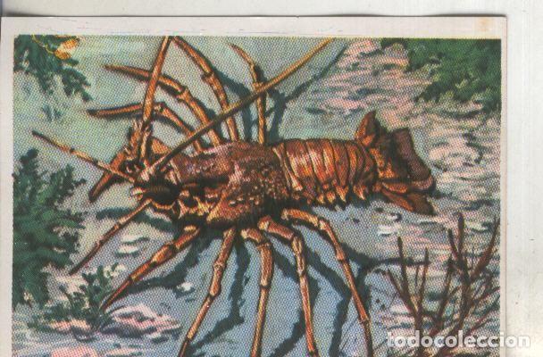 Sports collectibles: Cromos: Historia Natural numero 258 - Varios