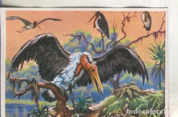 Collectionnisme sportif: Cromos: Historia Natural numero 276 - Varios