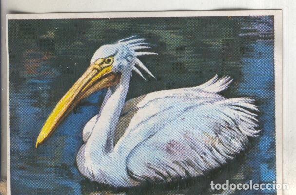 Colecionismo desportivo: Cromos: Historia Natural numero 278 - Varios