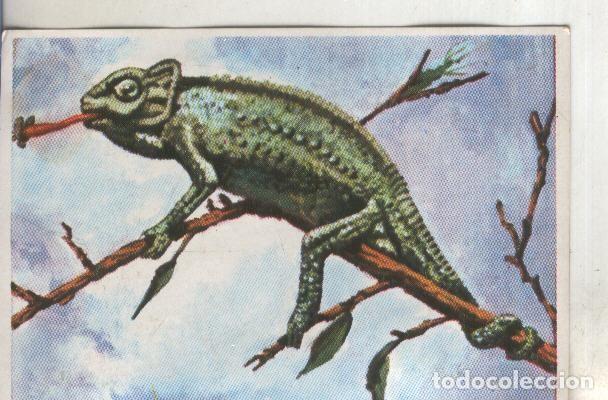 Colecionismo desportivo: Cromos: Historia Natural numero 284 - Varios