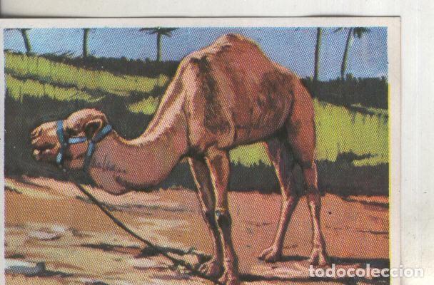 Colecionismo desportivo: Cromos: Historia Natural numero 290 - Varios