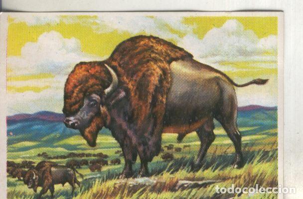 Colecionismo desportivo: Cromos: Historia Natural numero 297 - Varios