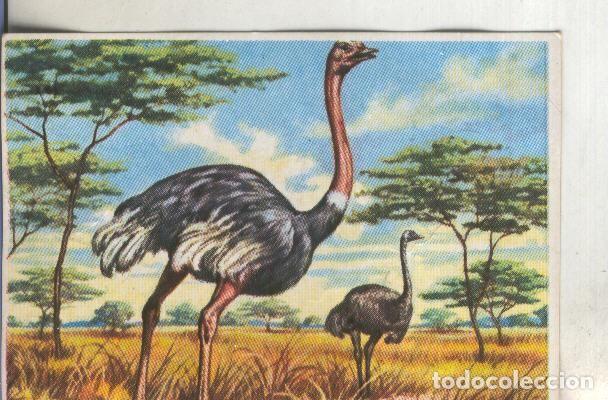 Colecionismo desportivo: Cromos: Historia Natural numero 299 - Varios